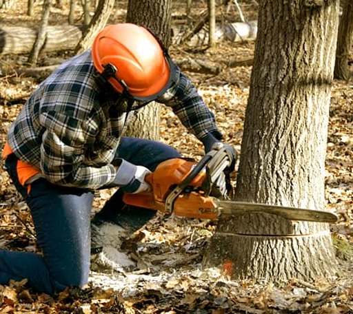 Tree Removal in Ravenna, TX